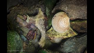 Shiitake Mushroom Growing Timelaspe  椎茸 19 [upl. by Eenahc572]