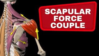 Scapular Force Couple  Muscle collaboration in the shoulder [upl. by Sualohcin811]