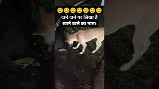 Dog 🐕🐕 dog dogs doglover funny eating babydog viralvideo shorts viralshorts yt ytshorts [upl. by Niwred843]