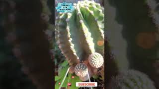 Echinopsis oxygona jardin plants [upl. by Baram]