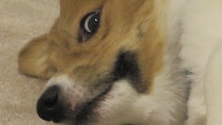 Bark Box 7 SQUEAKY HEAVEN with Ein the Corgi [upl. by Montagu]