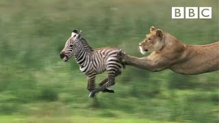 Lioness chases Zebra  Natures Great Events  BBC One [upl. by Durward]