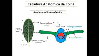 4 Folha Estrutura Geral  Regiões anatomicas  Pecíolo 47 [upl. by Oiziruam430]