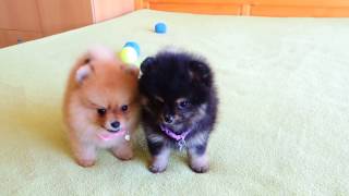 Female Pomeranian Puppies for Sale [upl. by Ahseneuq]