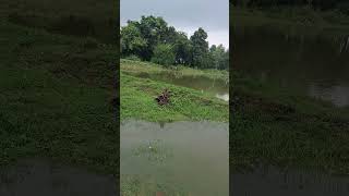 Pond rainwater harvesting video shorts [upl. by Sadira]