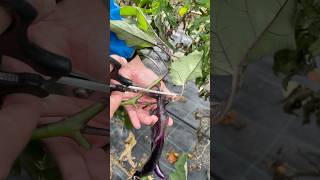 Raccolta Melanzana Perlina asmr garden gardeningharvest fruit gardening gardenharvest nature [upl. by Mason]