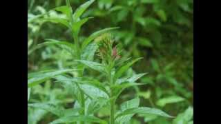 Plant portrait  Cardinal flower Lobelia cardinalis [upl. by Bannister]