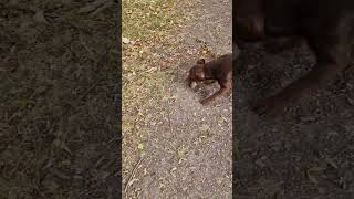 Patterdale terrier hunting rat [upl. by Aielam]