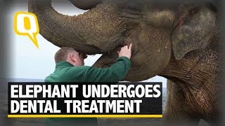 The Quint Asian Elephant With Tooth Ache Undergoes Dental Treatment [upl. by Aldredge]