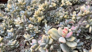 COTYLEDON ORBICULATA VARIEGATED SHORT LEAVES AVAILABLE FOR SALE  CALLTEXT 669 285 9125 [upl. by Akiemat428]