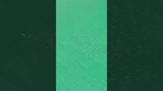 Watch this Bonnethead Sharks attack on its prey [upl. by Dadirac846]