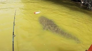 TOPWATER FISHING for INSANE CATFISH [upl. by Weisbrodt]