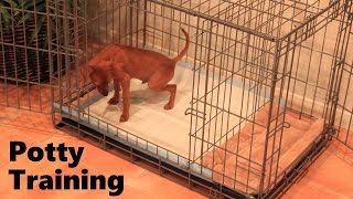 Potty Training Puppy Apartment  Official Full Video  How To Potty Train A Puppy Fast amp Easy [upl. by Andromede]