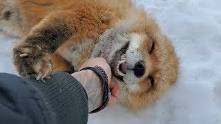 Differences between the Arctic fox Red fox and Grey fox species [upl. by Babby412]