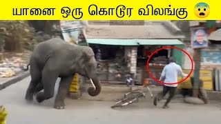 யானை இப்படிபட்ட ஒரு விலங்கா  யானைகள் செய்த அதிர்ச்சியான சம்பவம் 🐘 [upl. by Sinylg102]