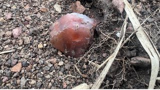 Finding carnelian agate chalcedony hordes near moutain [upl. by Handbook]