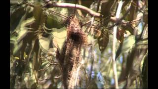 WhiteThroated Gerygone  Bird watching in Australia with EjBirdwatching [upl. by Frasch]