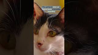 THE BENEFITS OF ADOPTING A SENIOR CAT 🐱❤️🏡cat shortvideo seniorcat [upl. by Aelahs279]