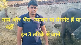 घर पर कैसे करें ग्याबन पशु की जांच । how to check cowbuffalo pregnancy ।gabhin checkup home par [upl. by Tekcirk188]