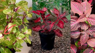 All about iresine plant Winter care tips and cutting method Blood leaf plant propagation [upl. by Goddord509]