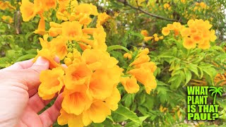 My Tecoma stans is in BLOOM  STUNNING Yellow FLOWERS  Interesting SEEDS [upl. by Derfla221]