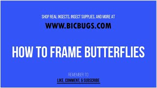 How To Frame Butterflies  BicBugs [upl. by Dallman641]