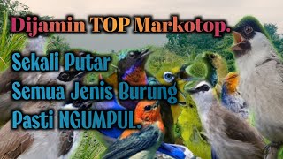 Terbaru 2024 ‼️ MP3 Kutilang Ribut Vs Trucukan Ribut Kombinasi Burung Kecil PALING Ampuh [upl. by Ilajna]