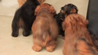 Shorkie Poo Puppies For Sale [upl. by Zobias]