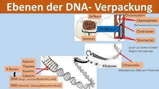 DNAVerpackung Chromosom Chromatin Nukleosom Histon DNA Basen Biologie Genetik [upl. by Atlante]