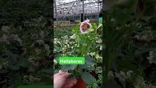 Hemerocallis Hellebores and Liriope liriope horticulture hemerocallis hellebores shortvideo [upl. by Ahsaetal]