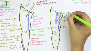 Lymphatic Drainage of Lower Limb  Anatomy [upl. by Nedah]