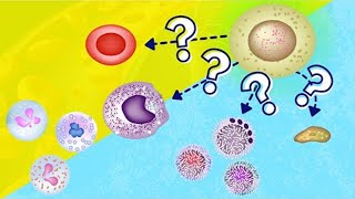 Hemopoiesis  Hematopoiesis  How Blood is Made [upl. by Hakkeber]