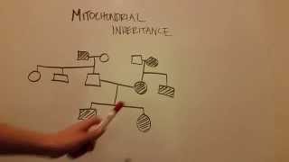 Mitochondrial Inheritance [upl. by Erny]