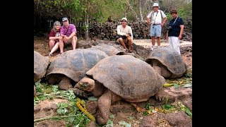 Giant Tortoise  Best Documentary Of All Time [upl. by Edijabab]