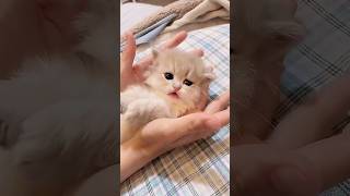 Wha so cute Cate cats cat funnycat cats44 Doja [upl. by Grant]