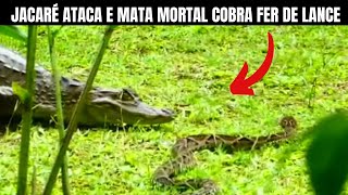 Jacaré Ataca e Mata Cobra Fer de Lance  Biólogo Henrique o Biólogo das Cobras [upl. by Happ]