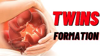 How Twins Are Formed In Humans Animation Identical and Fraternal Twins [upl. by Ivan96]