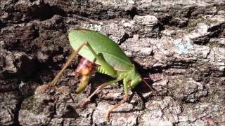 katydid oviposits [upl. by Can408]