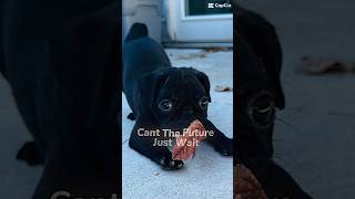 music cover musical song broadway puggles pug pugg dog funny cutedog [upl. by Guinevere314]