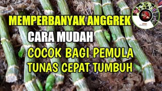 CARA MEMPERBANYAK ANGGREK DENGAN STEK BATANG DENDROBIUM [upl. by Samp]