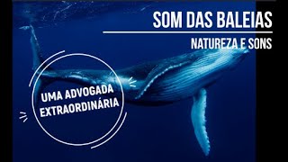 Som e Canto das Baleias Jubarte Uma Advogada Extraordinária 🐋 [upl. by Nalyac197]