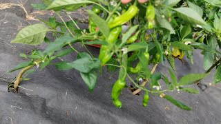 picking shishito peppers 🌶️🫑 fruitpicking shortvideo garden harvesttime new farming [upl. by Angeli118]