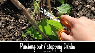 Pinching out  stopping Dahlias for more flowers and how to stake them [upl. by Leibman818]