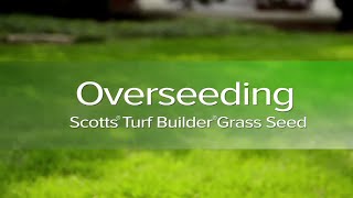 How to Overseed Your Lawn with Turf Scientist Dr Phil Dwyer [upl. by Meridel]