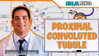 Renal  Proximal Convoluted Tubule [upl. by Libna]