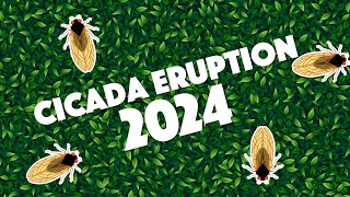 COD Now  Cicada Eruption 2024 [upl. by Carboni781]