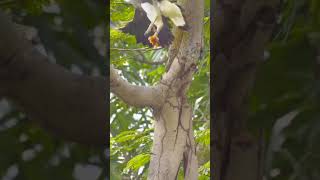 Greyheaded Fish Eagle 灰头渔雕 sonyrx100vii Vol 10 sonya wildlife sgbirds nature sony200600 [upl. by Adia]