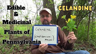 Celandine  Edible amp Medicinal Plants of Pennsylvania [upl. by Neva]