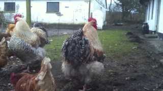 Buff Orpington Meat Chickens [upl. by Kirchner]