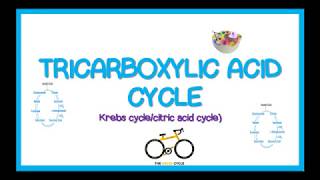 TRICARBOXYLIC ACID CYCLE KREBS CYCLE simplified [upl. by Jacobs]